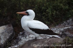 Nazca booby, Punta Suarez, Sula granti, Hood Island