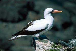 Nazca booby, Punta Suarez.