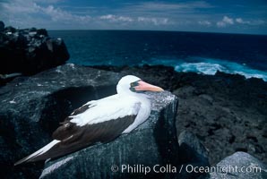 Nazca booby, Punta Suarez, Sula granti, Hood Island