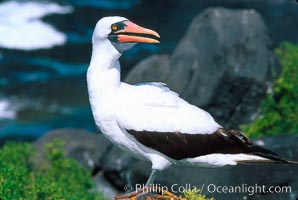 Nazca booby, Punta Suarez, Sula granti, Hood Island