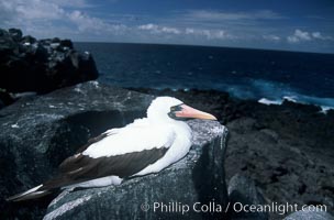 Nazca booby, Punta Suarez. Hood Island, Galapagos Islands, Ecuador, Sula granti, natural history stock photograph, photo id 05751