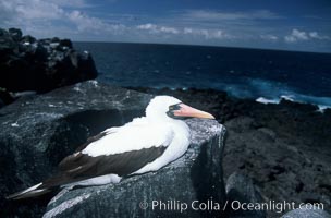 Nazca booby, Punta Suarez, Sula granti, Hood Island