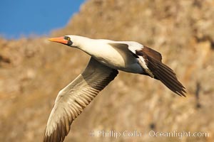 Nazca booby in flight, Sula granti, Wolf Island