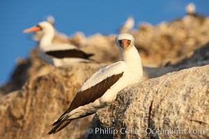 Nazca booby, Sula granti, Wolf Island