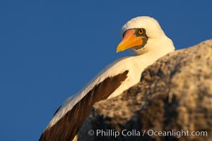 Nazca booby, Sula granti, Wolf Island