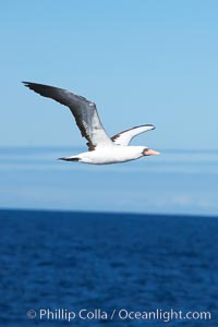 Nazca booby in flight, Sula granti, Wolf Island