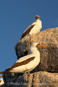 Nazca booby, Sula granti, Wolf Island