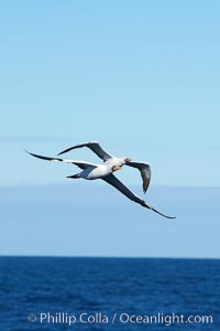 Nazca booby in flight, Sula granti, Wolf Island