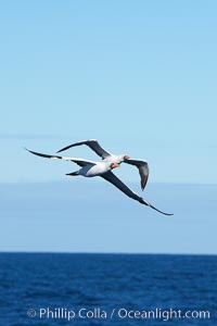 Nazca booby in flight, Sula granti, Wolf Island