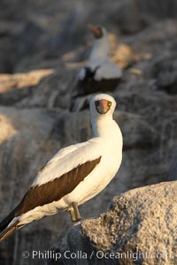 Nazca booby, Sula granti, Wolf Island