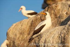 Nazca booby, Sula granti, Wolf Island