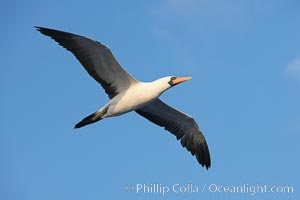 Nazca booby in flight.