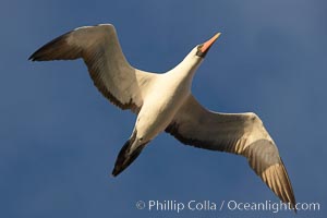 Nazca booby in flight, Sula granti, Wolf Island