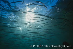 Needlefish school, Los Islotes, Sea of Cortez, La Paz, Baja California, Mexico