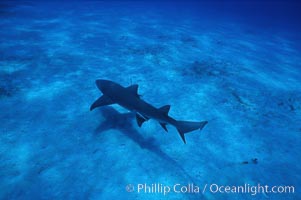 Lemon shark. Bahamas, Negaprion brevirostris, natural history stock photograph, photo id 05006