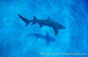 Lemon shark. Bahamas, Negaprion brevirostris, natural history stock photograph, photo id 05007