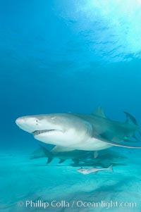 Lemon shark, Negaprion brevirostris