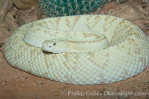 Neotropical rattlesnake, Crotalus durissus