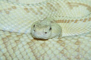 Neotropical rattlesnake, Crotalus durissus