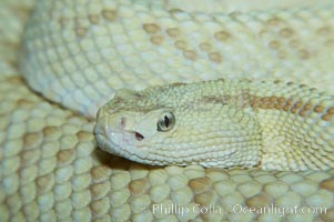 Neotropical rattlesnake., Crotalus durissus, natural history stock photograph, photo id 12565