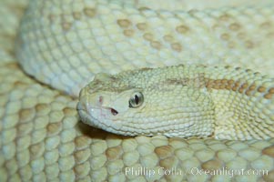 Neotropical rattlesnake, Crotalus durissus