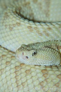 Neotropical rattlesnake, Crotalus durissus