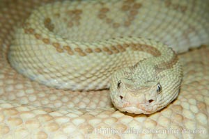 Neotropical rattlesnake., Crotalus durissus, natural history stock photograph, photo id 14693