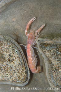 Ghost shrimp, seen in a cross section view of its habitat, an underwater hole, Neotrypaea californiensis