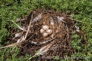 Nest and Eggs, Clipperton Island