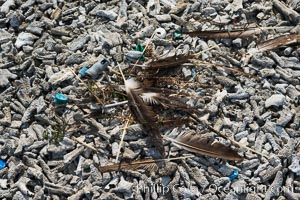 Nest composed of feathers and plastic debris, Clipperton Island