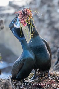 Nesting Pair of Brandt's Cormorants exchanging red algae and surf grass nesting material, on La Jolla Cliffs, Phalacrocorax penicillatus