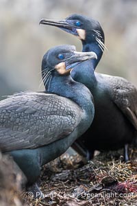 Nesting Pair of Brandt's Cormorants, on La Jolla Cliffs, Phalacrocorax penicillatus