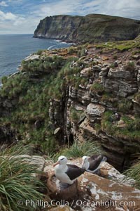 Tall seacliffs overlook the southern Atlantic Ocean, a habitat on which albatross and penguin reside, New Island