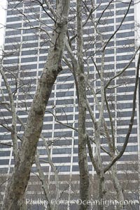 Trees and buildings, winter, Manhattan, New York City