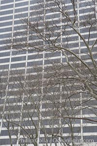 Trees and buildings, winter, Manhattan, New York City