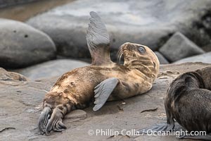 Newborn California Sea Lion Pup in La Jolla. It is thought that most California sea lions are born on June 15 each year. This pup is just a few days old, on the rocks at Point La Jolla