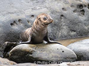 Newborn California Sea Lion Pup in La Jolla. It is thought that most California sea lions are born on June 15 each year. This pup is just a few days old, on the rocks at Point La Jolla