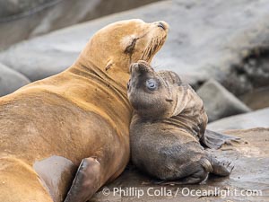 Newborn California sea lion pup with its mother in La Jolla. It is thought that most California sea lions are born on June 15 each year. This pup is just a few days old, on the rocks at Point La Jolla