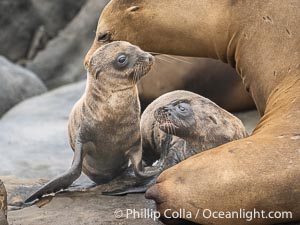 Newborn California sea lion pups in La Jolla. It is thought that most California sea lions are born on June 15 each year. These two pups are just a few days old, on the rocks at Point La Jolla