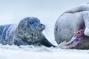 A newborn harbor seal pup rests alongside its mother, as placenta is born from the mother just a few moments after the pup was born. Within an hour of being born, this pup had learned to nurse and had entered the ocean for its first swim, Phoca vitulina richardsi, La Jolla, California