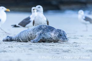 Newborn Harbor Seal Pup and Seagulls on Sand Beach.  Seagulls sometimes pester young seal pups. The pup must stay close to its mother to receive protection, otherwise the young seal may be overwhelmed by a pack of gulls, Phoca vitulina richardsi, La Jolla, California