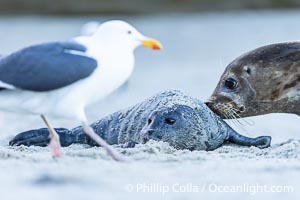 Newborn harbor seal pup is protected by its mother from a seagull. The seagull most likely wants to feed on the placenta, but it may also peck at and injure the pup. The seal mother does a good job of keeping birds off its newborn pup, Phoca vitulina richardsi, La Jolla, California