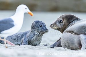 Newborn harbor seal pup is protected by its mother from a seagull. The seagull most likely wants to feed on the placenta, but it may also peck at and injure the pup. The seal mother does a good job of keeping birds off its newborn pup.  Within an hour of being born, this pup had learned to nurse and had entered the ocean for its first swim, Phoca vitulina richardsi, La Jolla, California