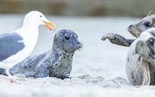 Newborn harbor seal pup is protected by its mother from a seagull. The seagull most likely wants to feed on the placenta, which is still attached to the mother, but it may also peck at and injure the pup. The seal mother does a good job of keeping birds off its newborn pup. Within an hour of being born, this pup had learned to nurse and had entered the ocean for its first swim, Phoca vitulina richardsi, La Jolla, California