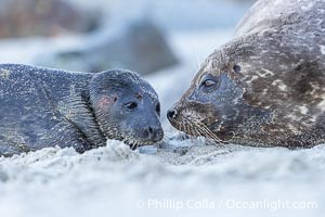 A newborn harbor seal pup, only a few minutes old, is nuzzled by its mother shortly after birth. Blood is still on the tiny pups fur coat.  The pair will nuzzle frequently to solidify the bond they must maintain as the pup is nearly helpless. In just four to six weeks the pup will be weaned off its mothers milk and must forage for its own food, Phoca vitulina richardsi, La Jolla, California