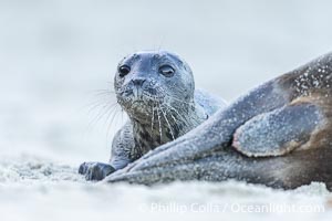 A newborn harbor seal pup, only a few minutes old, peeks over its mother who is resting after having just given birth.  The pup is nuzzling and smelling its mothers belly, looking for mammary glands so that it can nurse.  Within an hour of being born, this pup had learned to nurse and had entered the ocean for its first swim, Phoca vitulina richardsi, La Jolla, California