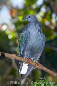 Nicobar pidgeon, native to the Solomon Islands and Philippines, Caloenas nicobarica nicobarica