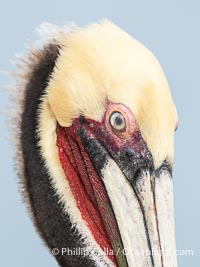 Nictitating Membrane Partially Covering Brown Pelican Eye. The nictitating membrane, or nictating membrane, is a translucent membrane that forms an inner eyelid in birds, reptiles, and some mammals. It can be drawn across the eye to protect it while diving in the ocean, from sand and dust and keep it moist, Pelecanus occidentalis, Pelecanus occidentalis californicus, La Jolla, California