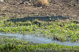 Nile crocodile, Meru National Park, Kenya, Crocodylus niloticus