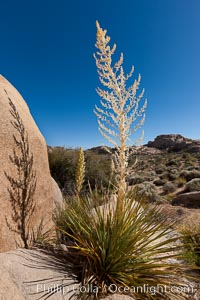 Parry's Nolina, Nolina parryi, Joshua Tree National Park.